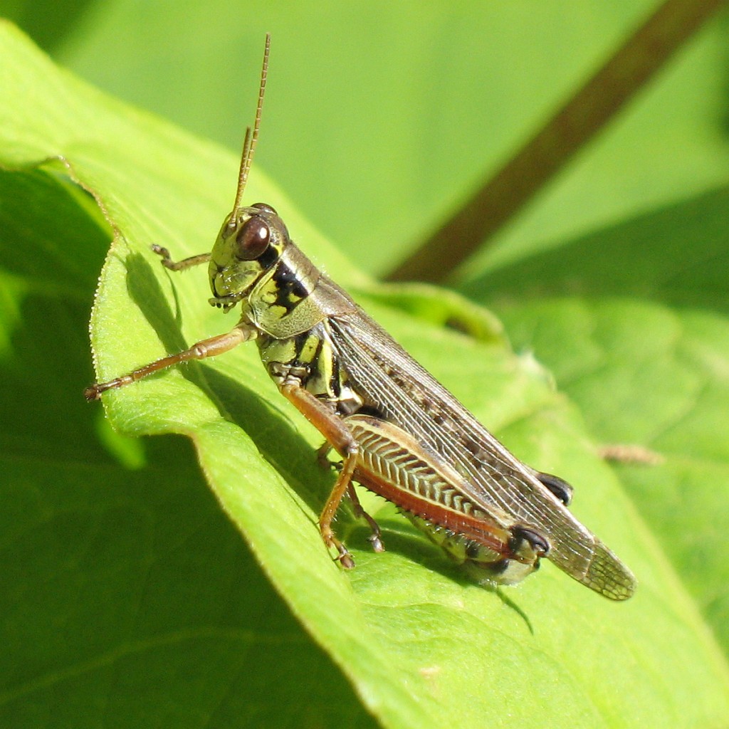 Grasshopper on leaf.