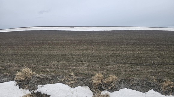 Continuous no-till field (since 1998) showing little soil erosion as evidenced by clean snow in field and at field margins.