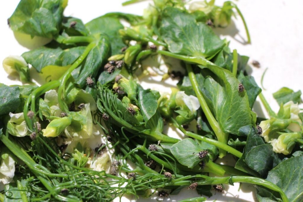 Heavy infestation of pea weevils on winter pea plants.