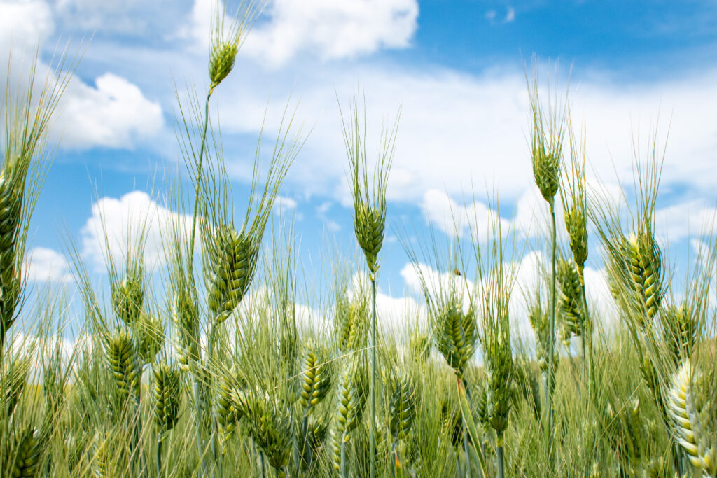 Wheat with blue sky. Photo courtesy of Washington Grain Commission.
