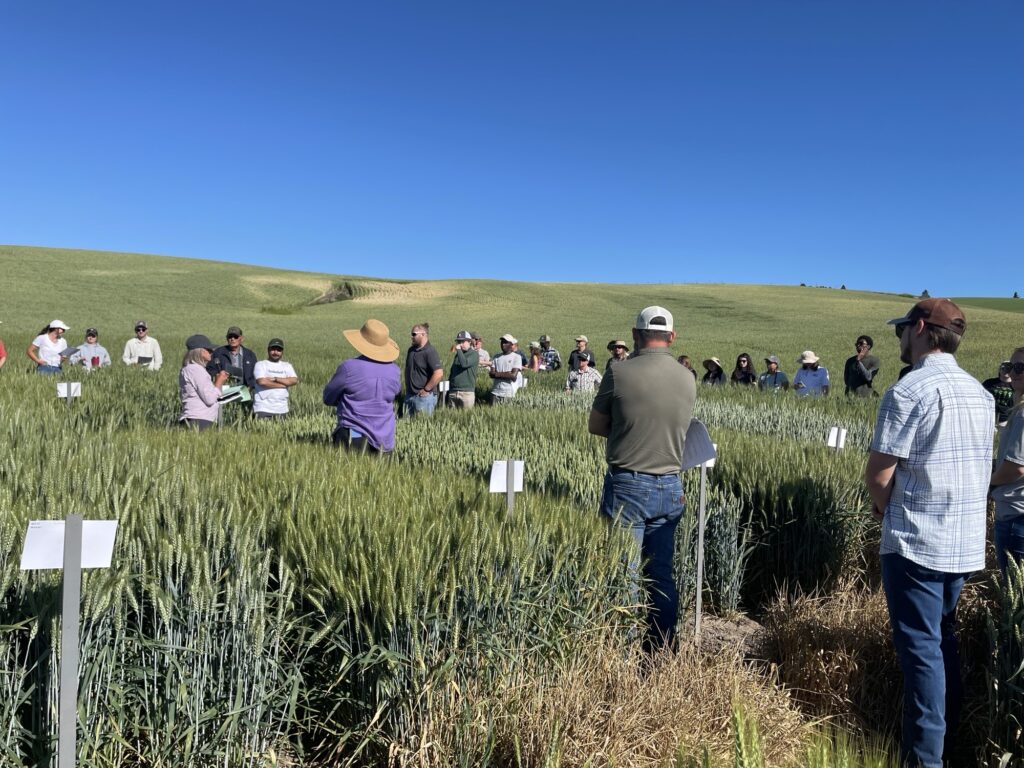 Crop tour attendees stand in wheat trial plots under a clear blue sky in Pullman.
