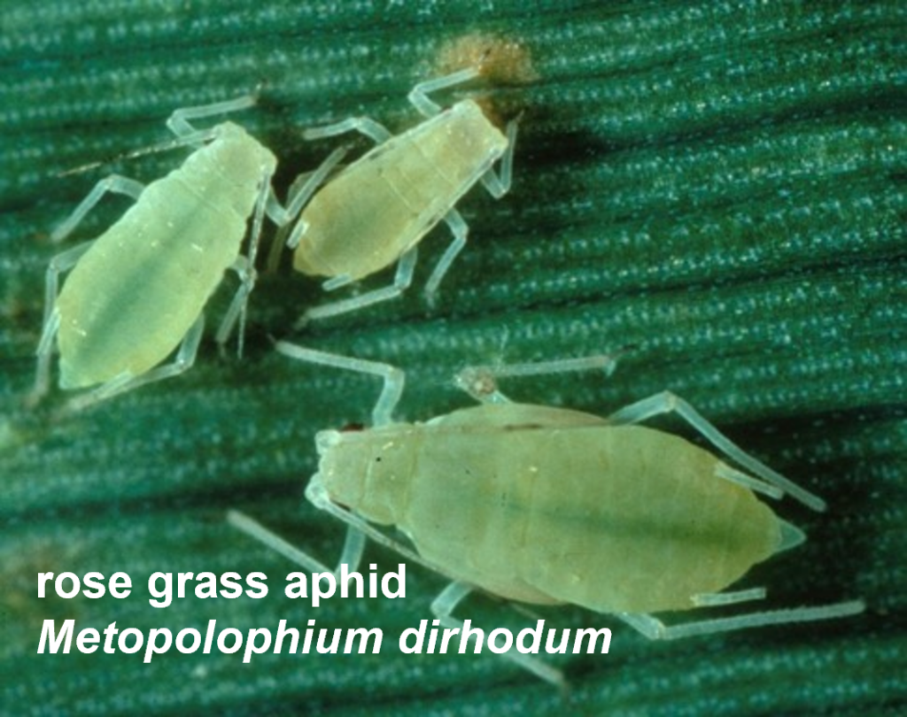 Green rose grass aphids, Metopolophium dirhodum on a wheat leaf.
