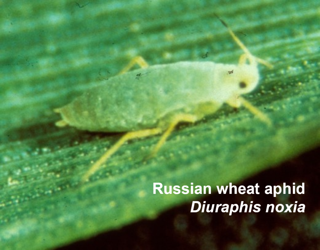Green Russian wheat aphid, Diuraphis noxia on a wheat leaf.