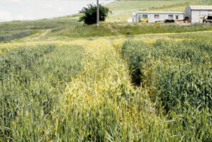 Susceptible wheat variety (center) with heavy sporulation of stripe rust compared to resistant variety (left) with green canopy.