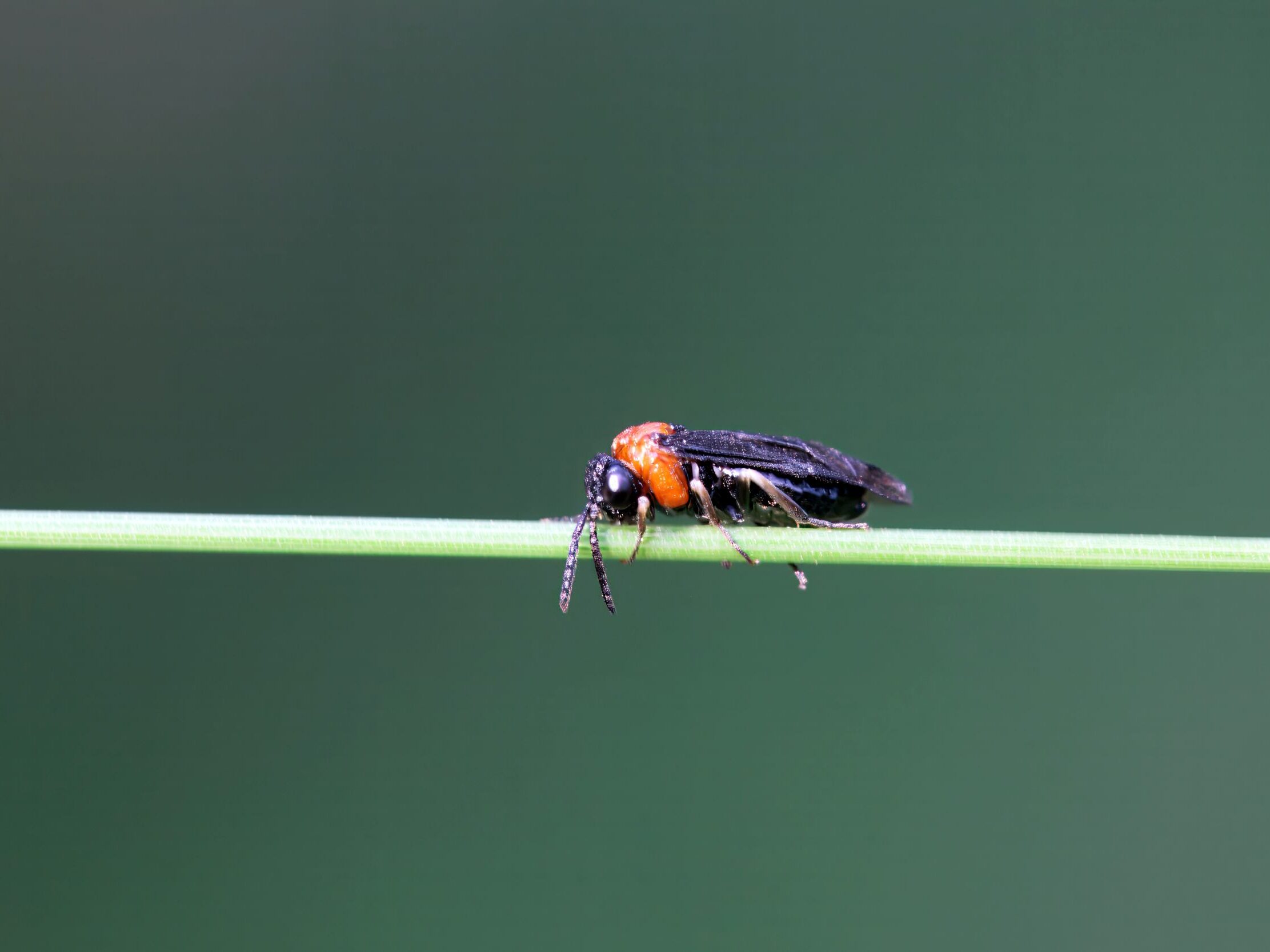 A common sawfly Eutomostethus ephippium.
