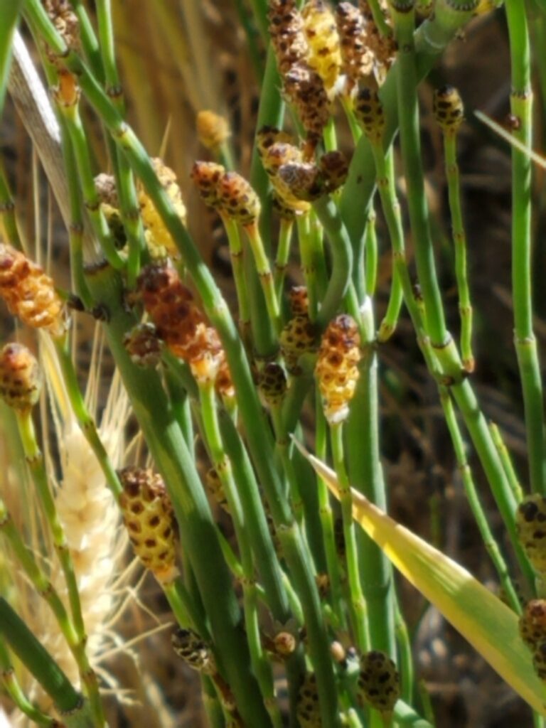 Smooth scouringrush.