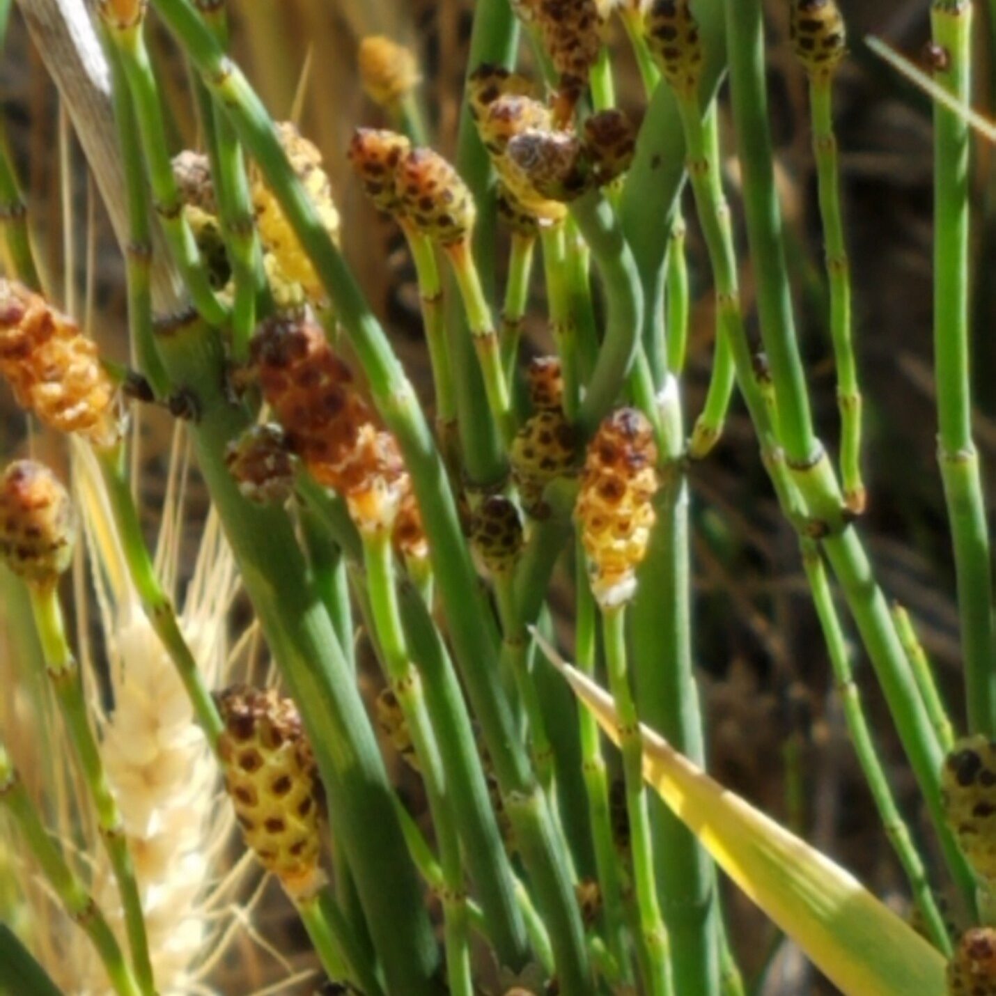 Smooth scouringrush.