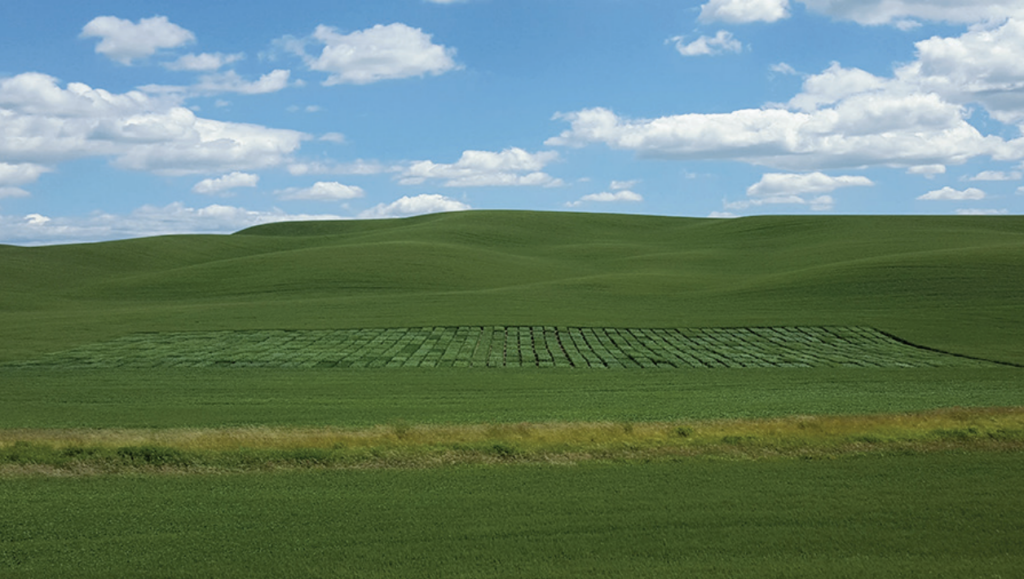 Wheat field with variety trials inlaid.