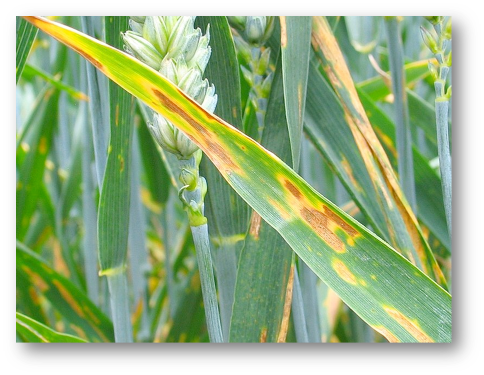 Close-up photograph of a wheat plant, showing a single, affected leaf blade prominently in the foreground against a background of healthy and other diseased foliage. The plant is green, suggesting it is in a relatively early stage of development, likely heading, with a wheat head visible just behind the main leaf. The most striking feature is the disease symptoms on the leaf. The prominent leaf has large, elongated, necrotic lesions running parallel to the veins. These lesions are a dark reddish-brown or tan color, indicating dead tissue. They are surrounded by a prominent, irregular halo of chlorotic (yellow) tissue. The lesions appear somewhat diamond-shaped or oval and are relatively large, covering a significant portion of the leaf's surface. The surrounding leaves in the background also show similar, though less distinct, yellowing and spotting. The overall impression is a field of grain crop struggling with a foliar fungal disease.
