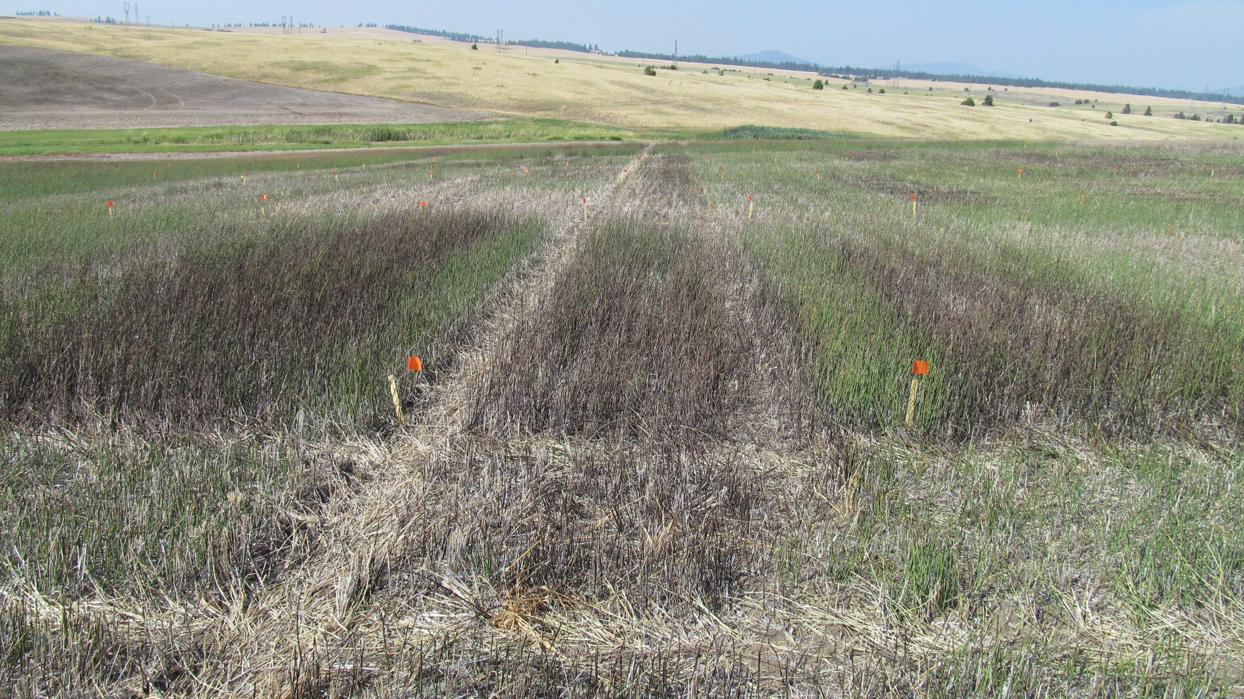 Fallow field with smooth scrouringrush infestation.
