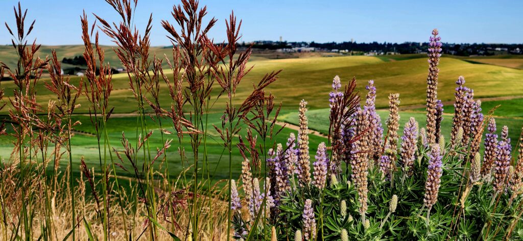Green and brown crop fields with wildflowers in the foreground at the WSU Spillman Farm.