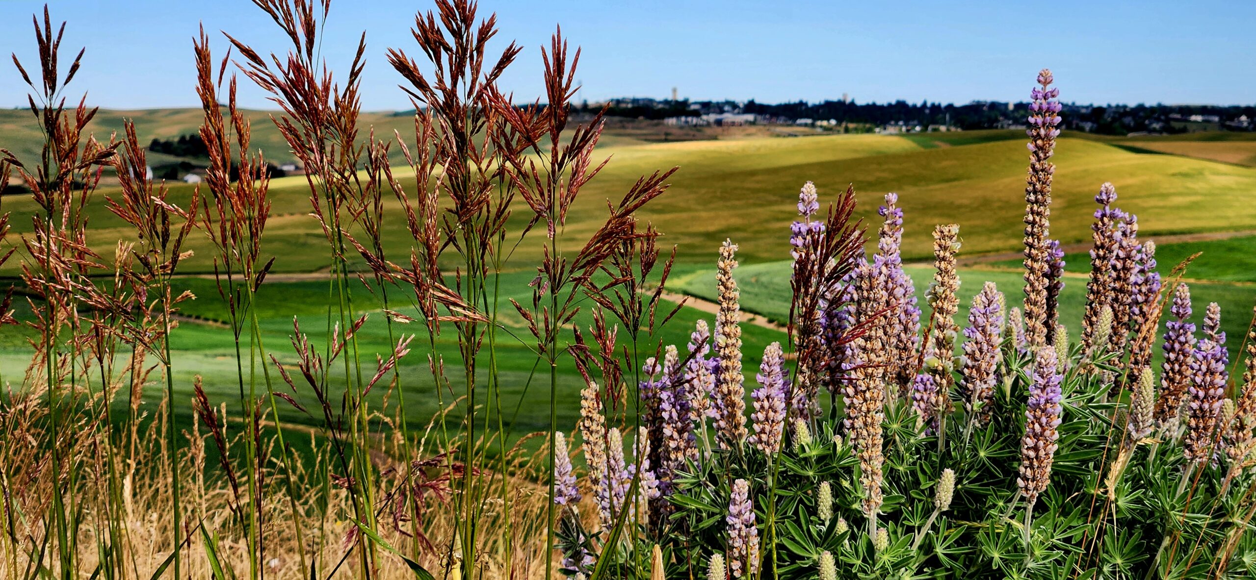 Green and brown crop fields with wildflowers in the foreground at the WSU Spillman Farm. 