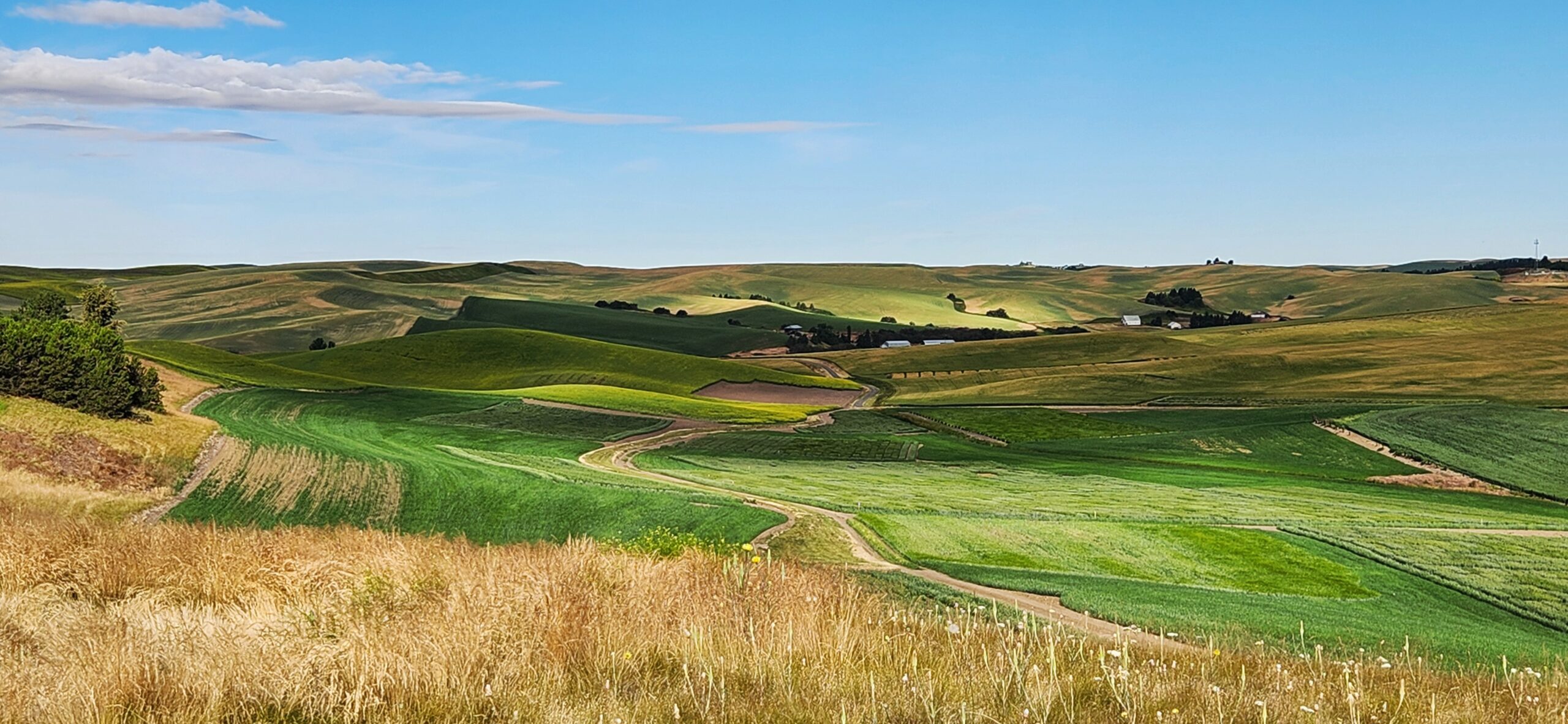Rolling hills and wheat fields as seen from the WSU Spillman Farm