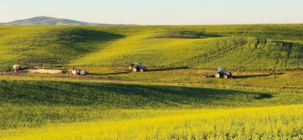 A view of green wheat fields on rolling hills as seen from the WSU Spillman Farm.