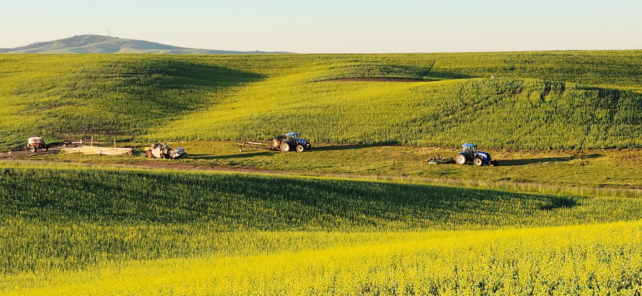 A view of green wheat fields on rolling hills as seen from the WSU Spillman Farm.