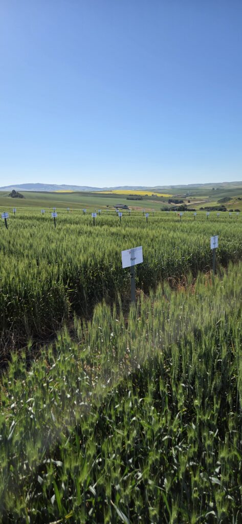 Wheat variety trial plots with rolling hills in the background, including bright yellow canola fields.