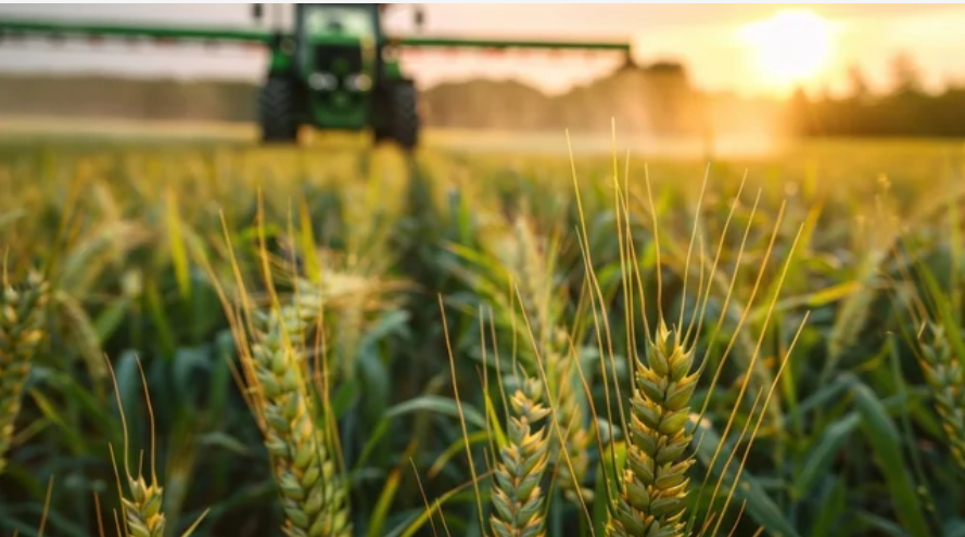 Sprayer in green wheat field.