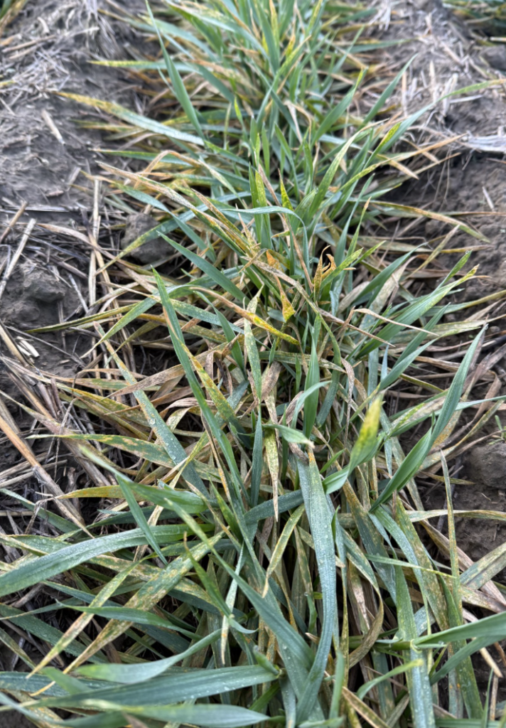 Stripe rust in a commercial field planted with winter wheat variety Nova AX in Franklin County, Washington during the month of January.