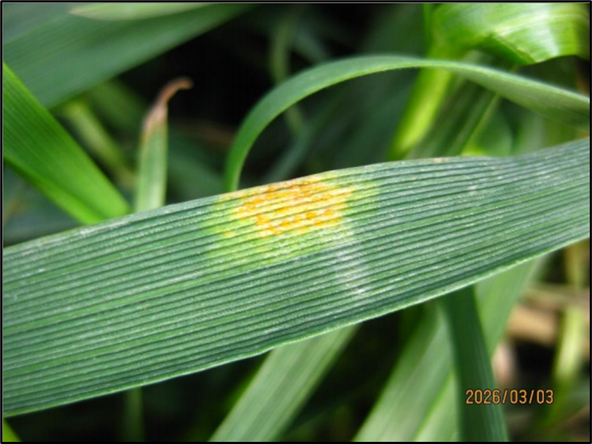 Close up of a wheat leaf with stripe rust in a circle. 