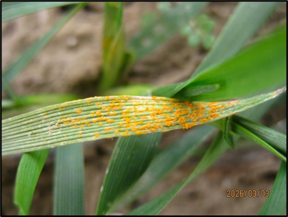 Close up of a wheat leaf with a large amount of stripe rust.