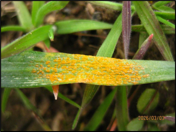 Close up of a wheat leaf with a large amount of stripe rust.