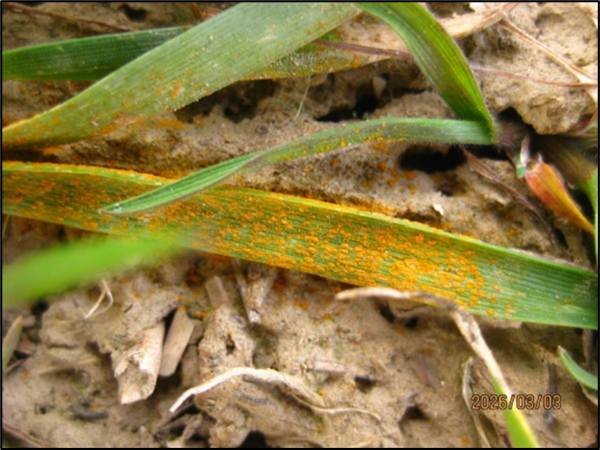 Close up of a wheat leaf with a large amount of stripe rust. 