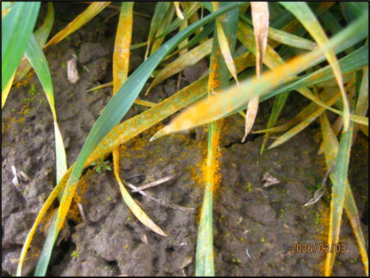 Stripe rust on wheat leaves.