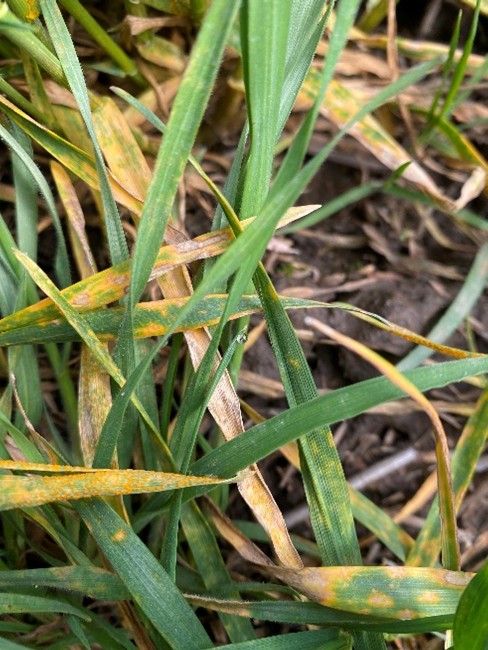 Stripe rust on wheat leaves.