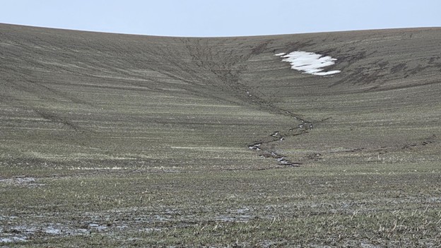 Field under conventional tillage showing rill erosion (greater than 50 tons/ac) as well as gully erosion where surface water concentrates in the field.
