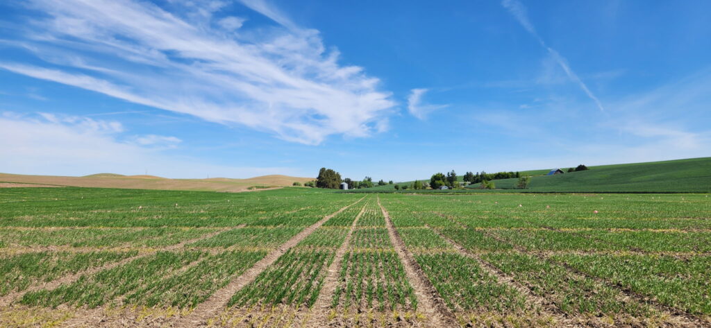 Wheat and barley variety trial plots under a blue sky.