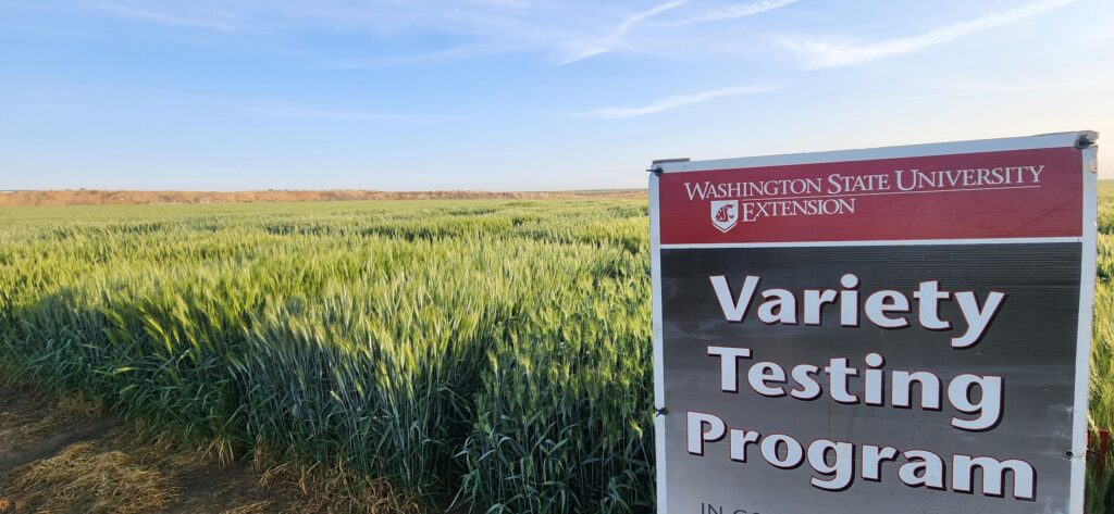 WSU Variety Testing Program sign in front of wheat trial field.