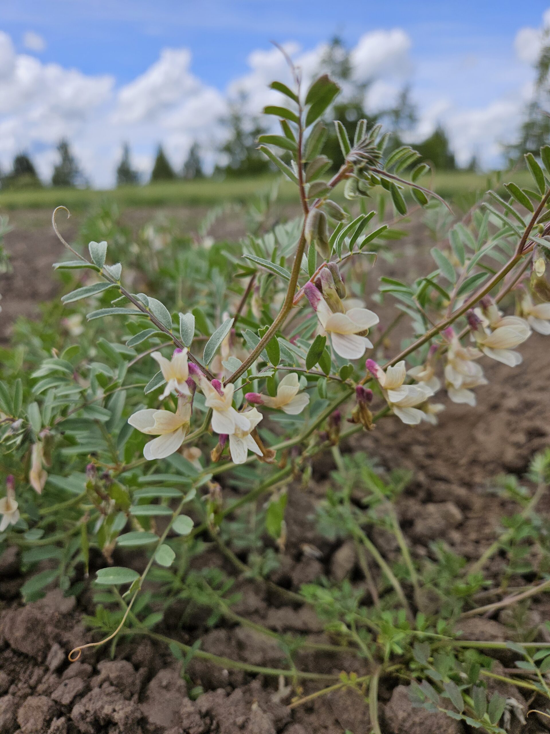 Description in caption. 