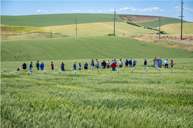Field tour attendees in the trial field. Photo courtesy of Washington Grain Commission.