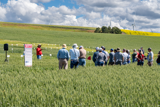 Field tour attendees in the trial field. Photo courtesy of Washington Grain Commission.