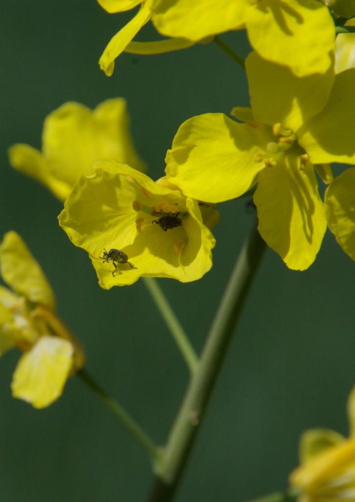 Seedpod Weevil in Canola Flower.