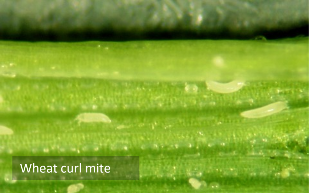Wheat curl mite.