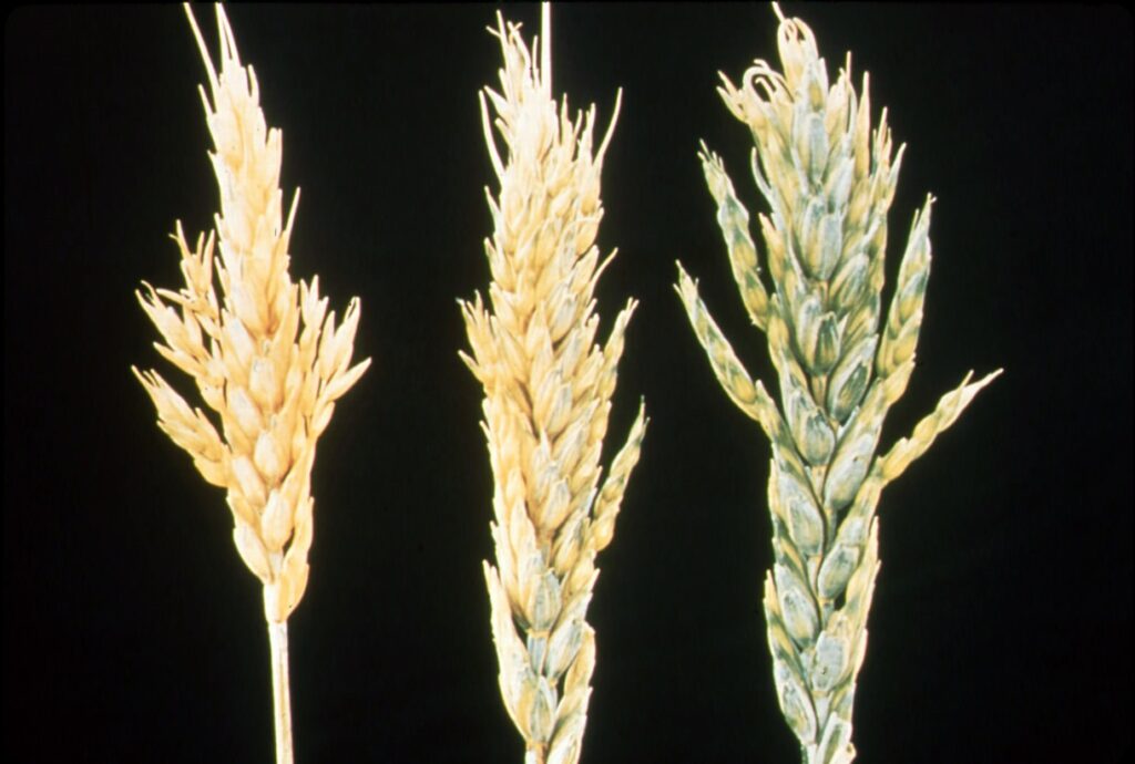 Wheat that didn't get enough micronutrients.