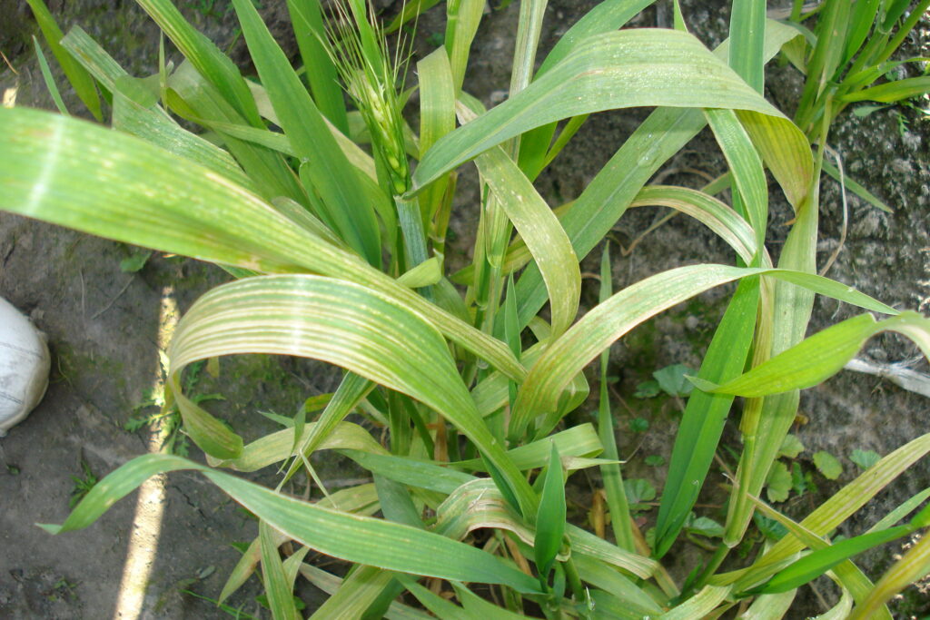 Young wheat without enough micronutrients.