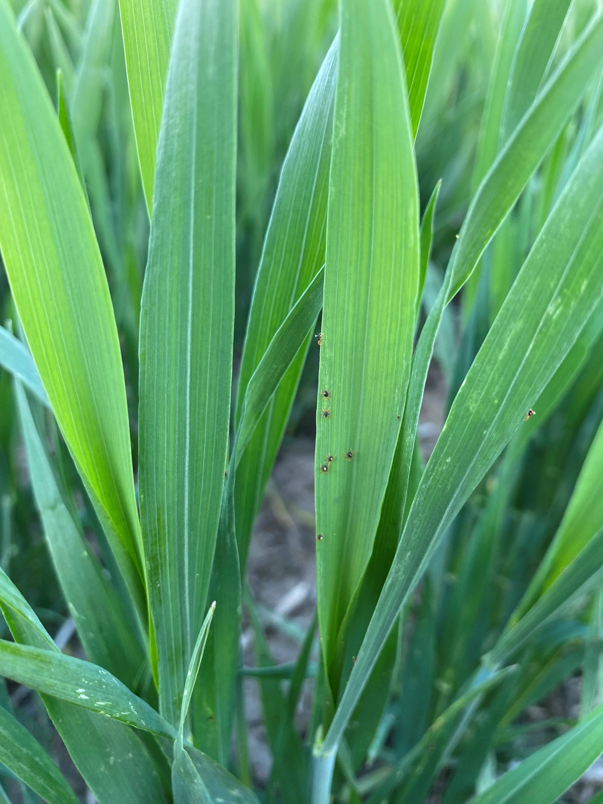 Take me the the Picol database.