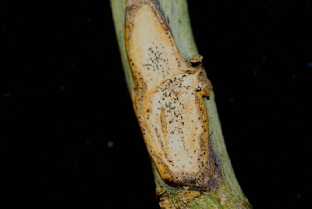 Stem canker with pycnidia (black dots) in the canker on stem of Canola.