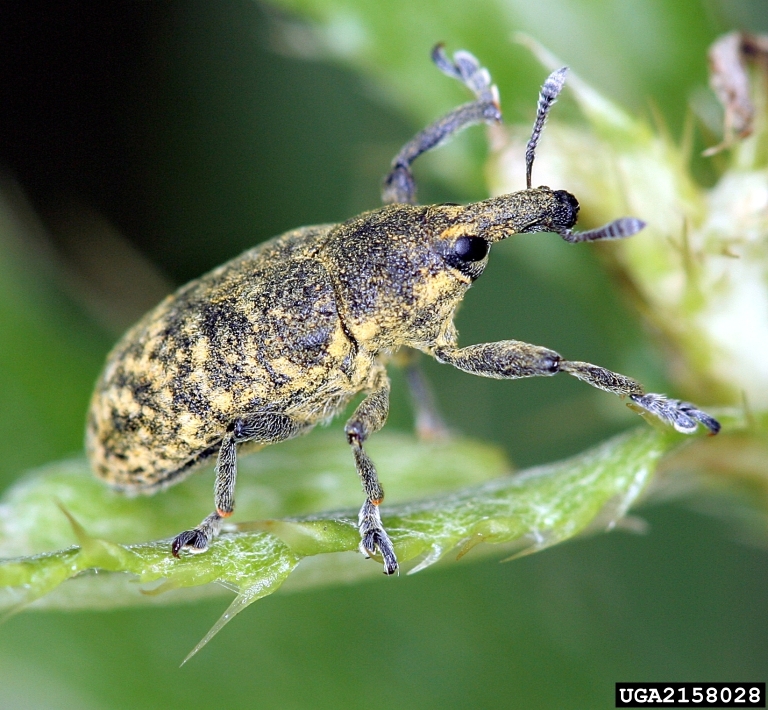 Bud weevil.
