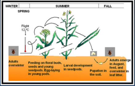 Graphic showing the lifecycle of a cabbage seedpod weevil. In spring and summer, adult cabbage seedpod weevils take flight at approx. 12" Celcius and feed on floral buds, seeds, and young seedpods, and lay eggs in young pods. Throughout late summer, the larvae develop in young seedpods, and in late summer pupation occurs in the soil. In August, adults emerge, feed, and overwinter in leaf litter.