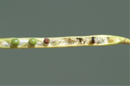 Feeding damage on a seedpod caused by cabbage seedpod weevil.