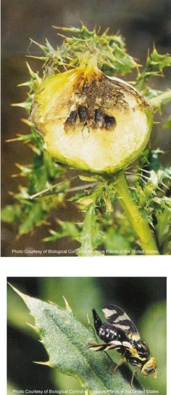 Canada thistle biological control example.