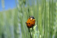 Convergent lady beetle on wheat head.
