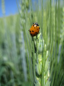 Learn more about Catchweed Bedstraw.