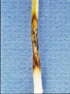Close-up of winter wheat stem with an eyespot lesion showing characteristic shape and color. 