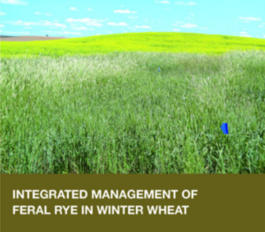 Cover of "Integrated Management of Feral Rye in Winter Wheat" publication.