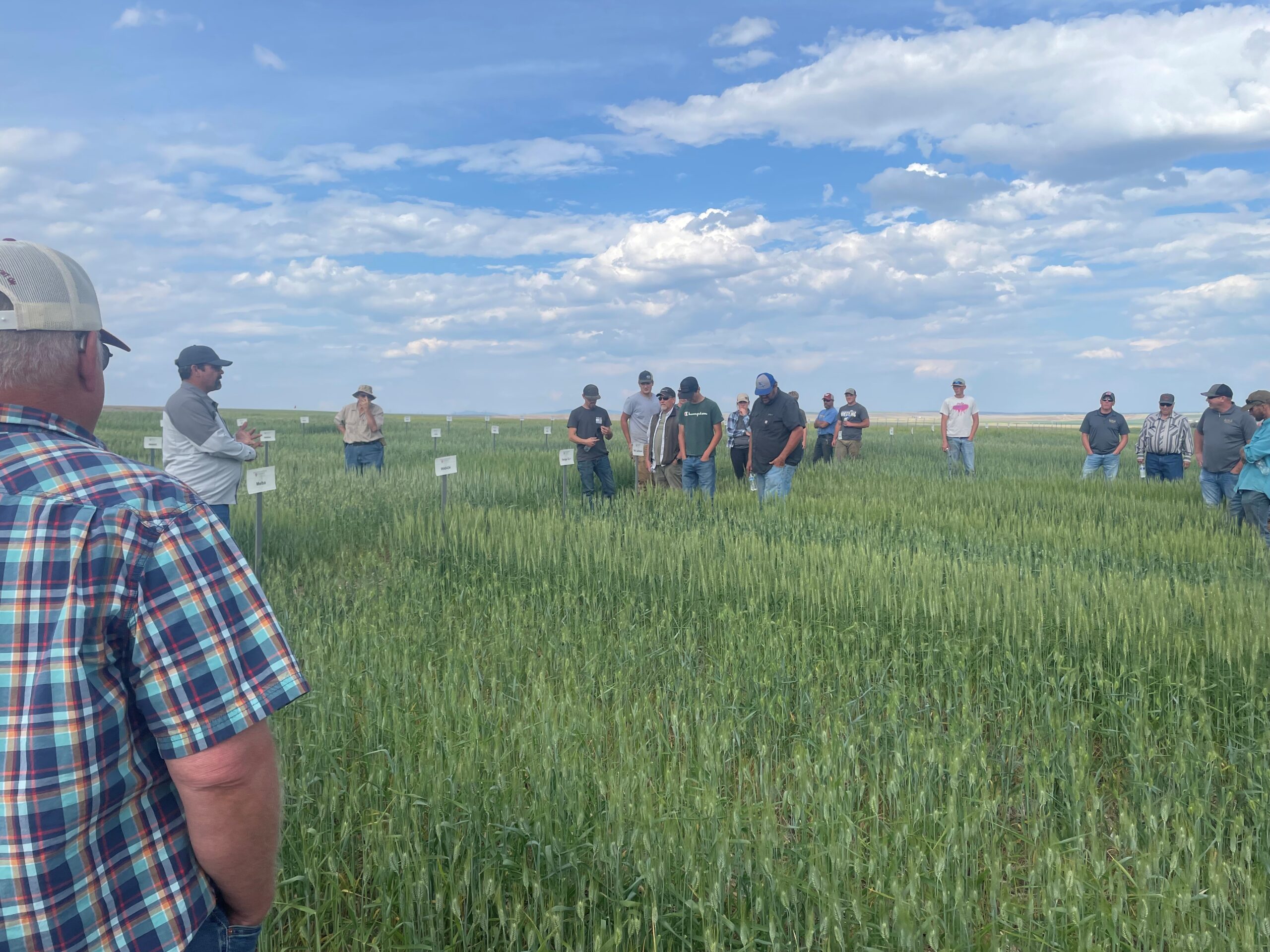 Field tour attendees standing in a trial field.