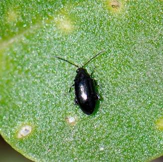 Crucifer flea beetle on a leaf.